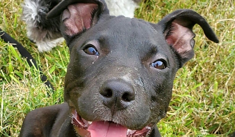 Puppies in Austin looking for their fur-ever homes