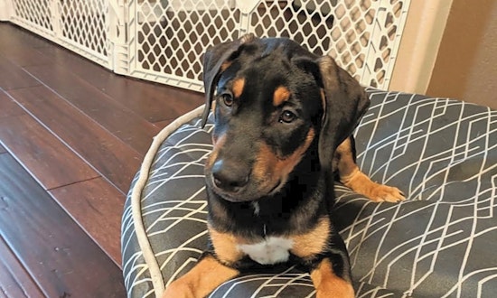 Puppies in Corpus Christi looking for their fur-ever homes