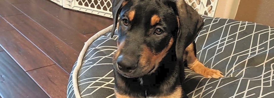 Puppies in Corpus Christi looking for their fur-ever homes