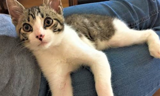Kittens in San Jose looking for their fur-ever homes