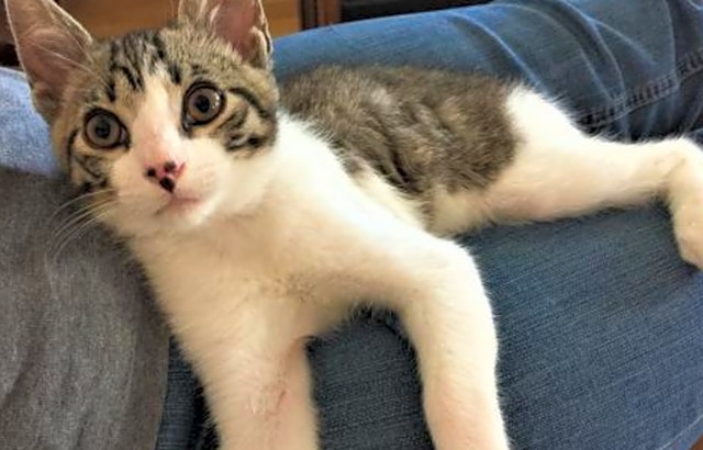 Kittens in San Jose looking for their fur-ever homes