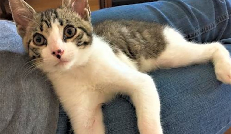 Kittens in San Jose looking for their fur-ever homes