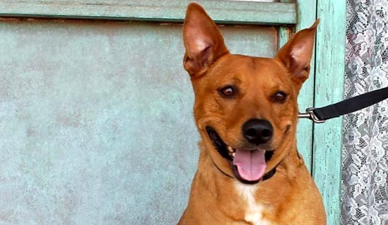 Dogs in Albuquerque looking for their fur-ever homes