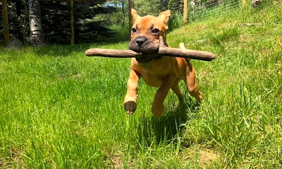 Puppies in Denver looking for their fur-ever homes