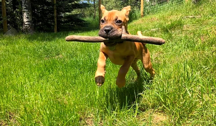 Puppies in Denver looking for their fur-ever homes