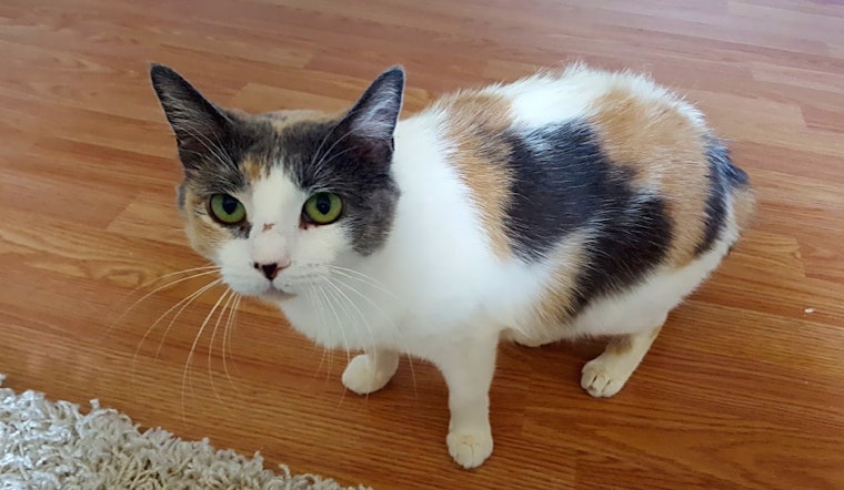 Cats in Nashville looking for their fur-ever homes