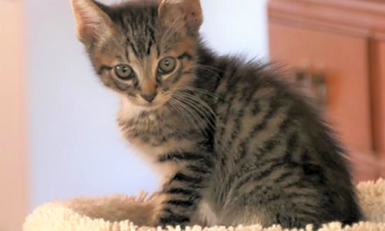 Kittens in San Diego looking for their fur-ever homes