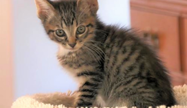 Kittens in San Diego looking for their fur-ever homes
