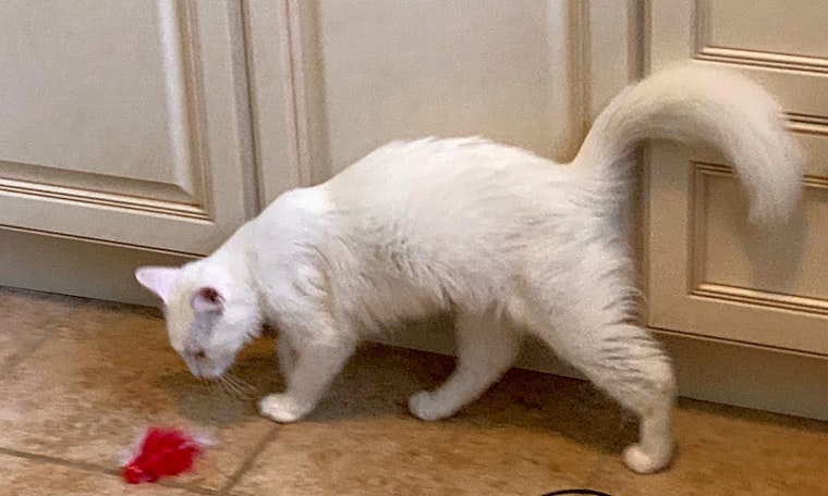Cats in Atlanta looking for their fur-ever homes