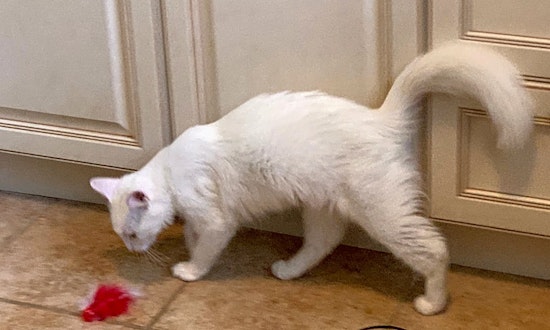 Cats in Atlanta looking for their fur-ever homes