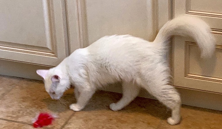 Cats in Atlanta looking for their fur-ever homes