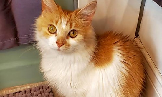 Cats in Philadelphia looking for their fur-ever homes