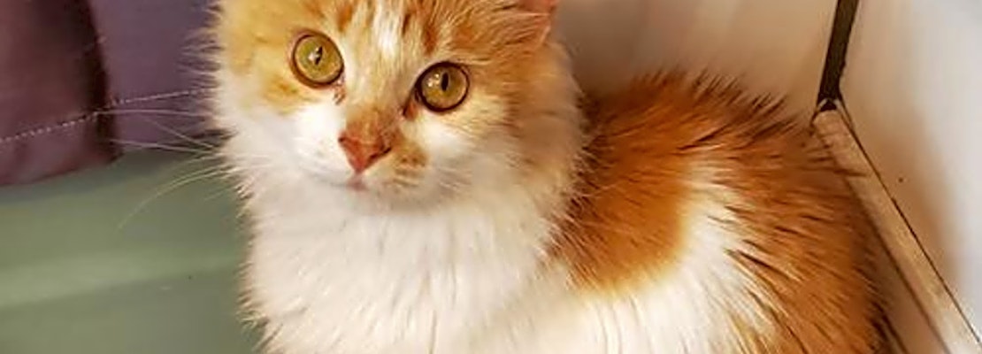 Cats in Philadelphia looking for their fur-ever homes