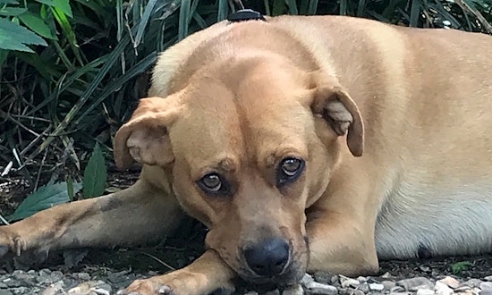 Dogs in Boston looking for their fur-ever homes