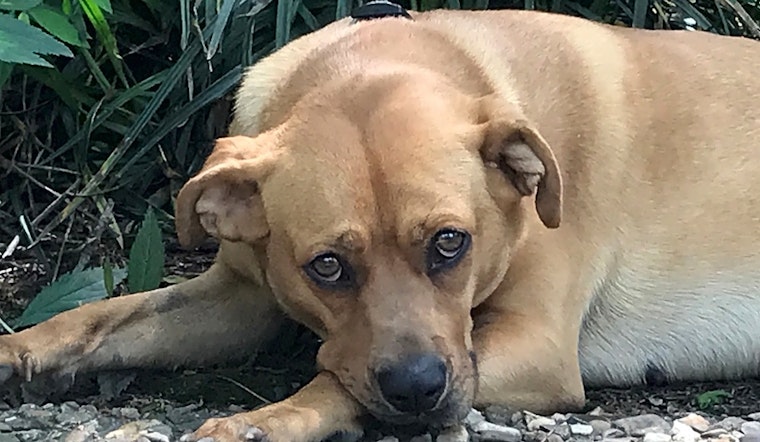 Dogs in Boston looking for their fur-ever homes