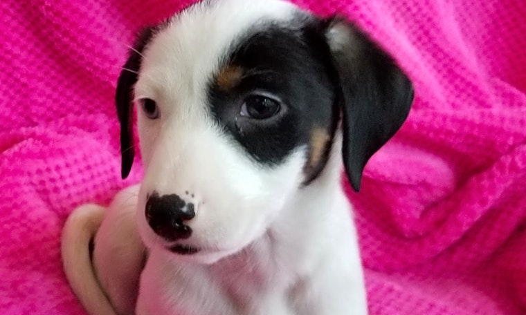 Puppies in Stockton looking for their fur-ever homes