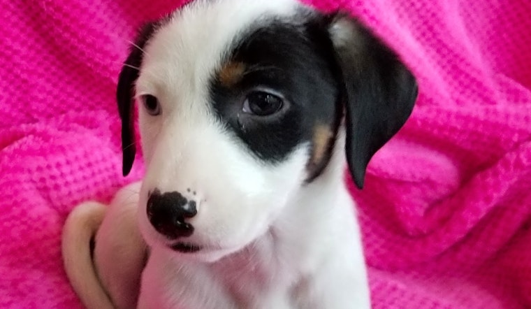 Puppies in Stockton looking for their fur-ever homes