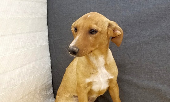 Puppies in Tucson looking for their fur-ever homes