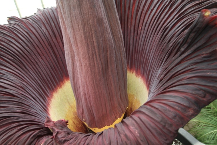 Top Long Beach news: CSLBU's second 'corpse flower' set to bloom; activists protest ICE; more