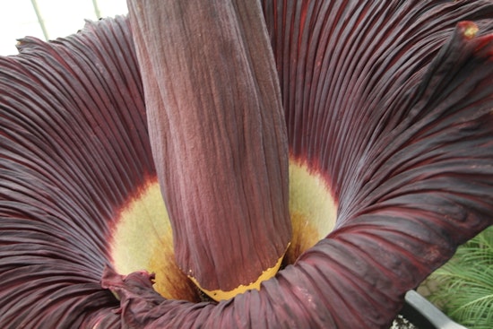 Top Long Beach news: CSLBU's second 'corpse flower' set to bloom; activists protest ICE; more