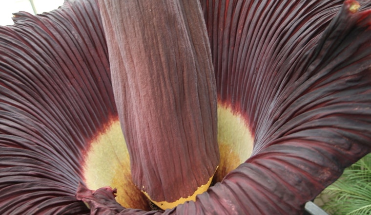 Top Long Beach news: CSLBU's second 'corpse flower' set to bloom; activists protest ICE; more
