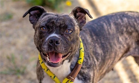 Dogs in San Francisco looking for their fur-ever homes