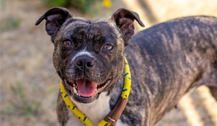 Dogs in San Francisco looking for their fur-ever homes