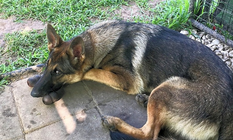 Puppies in Plano looking for their fur-ever homes