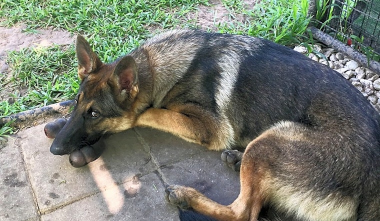 Puppies in Plano looking for their fur-ever homes