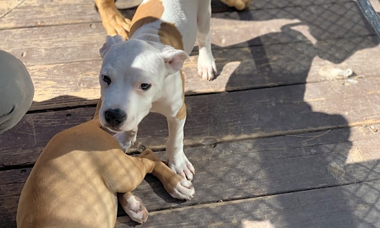 Puppies in Colorado Springs looking for their fur-ever homes