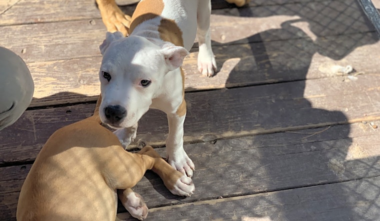 Puppies in Colorado Springs looking for their fur-ever homes
