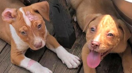 Puppies in Louisville looking for their fur-ever homes