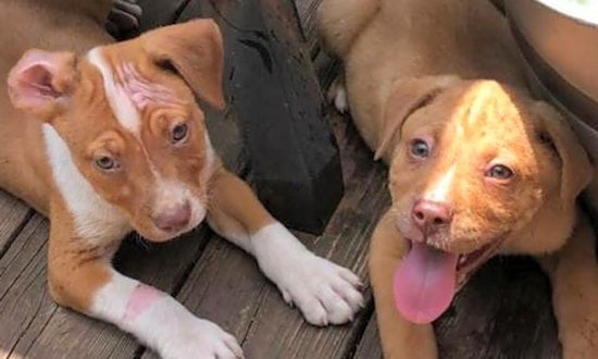 Puppies in Louisville looking for their fur-ever homes