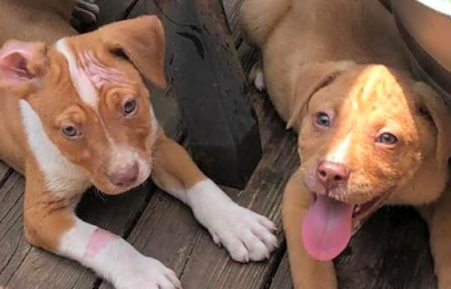 Puppies in Louisville looking for their fur-ever homes