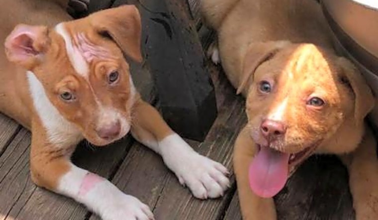 Puppies in Louisville looking for their fur-ever homes