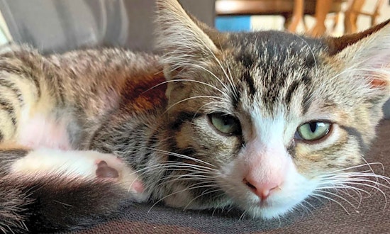 Kittens in Portland looking for their fur-ever homes