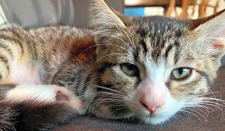Kittens in Portland looking for their fur-ever homes