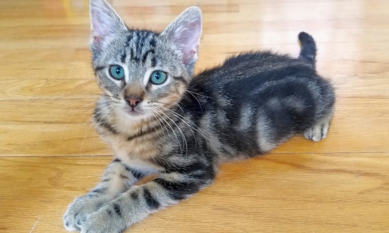 Kittens in Chicago looking for their fur-ever homes
