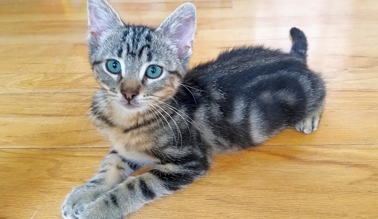 Kittens in Chicago looking for their fur-ever homes