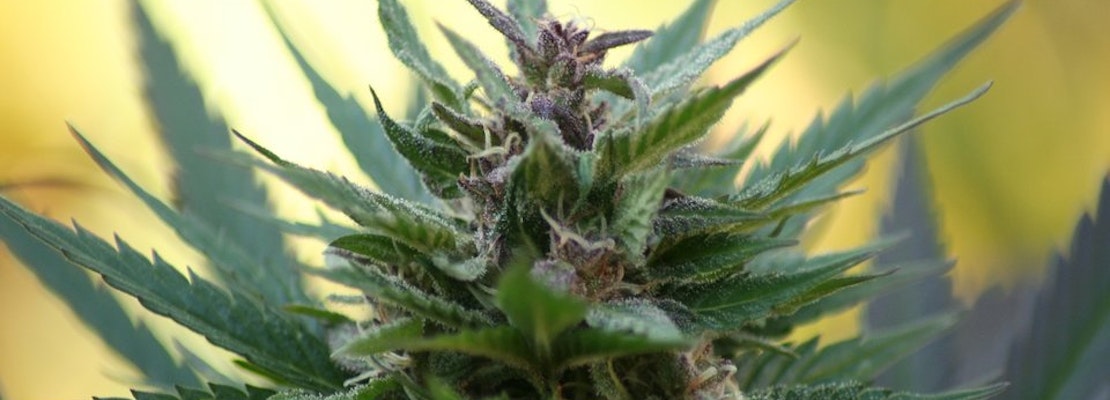 Planning Flip-Flops On Shrinking Buffer Between Schools, Dispensaries