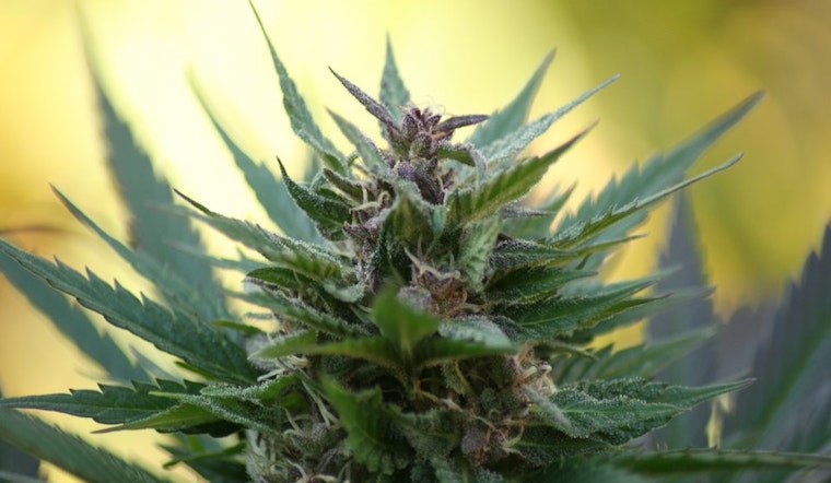 Planning Flip-Flops On Shrinking Buffer Between Schools, Dispensaries