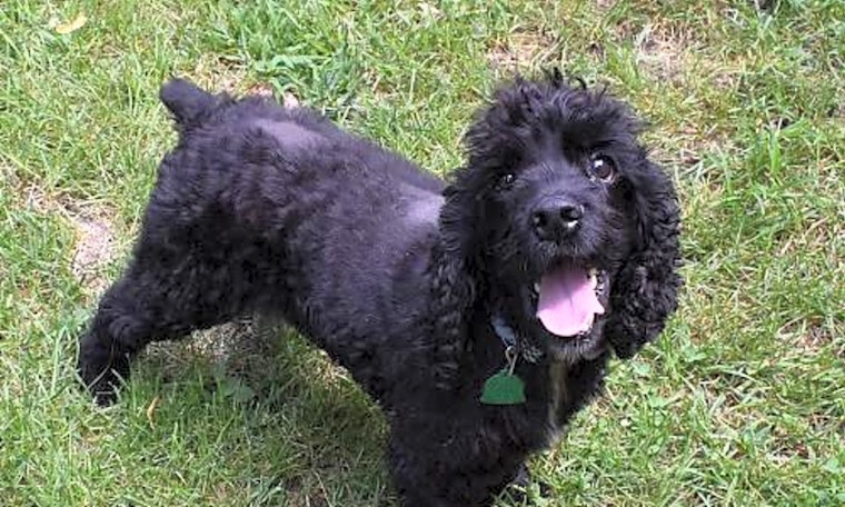 Dogs in Kansas City looking for their fur-ever homes