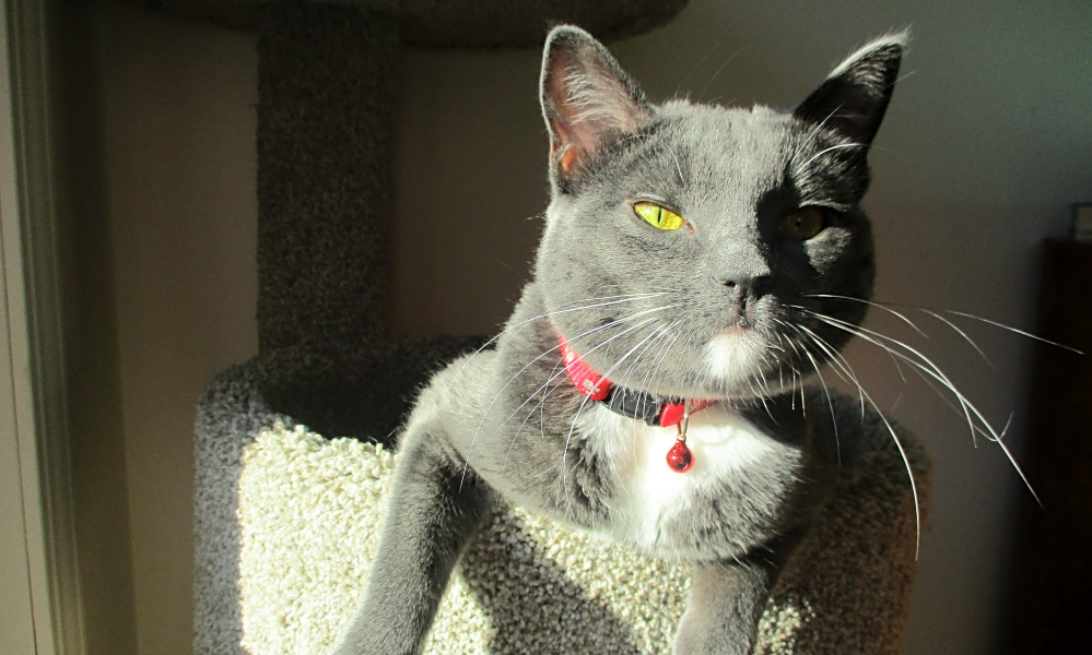 Cats in Las Vegas looking for their furever homes