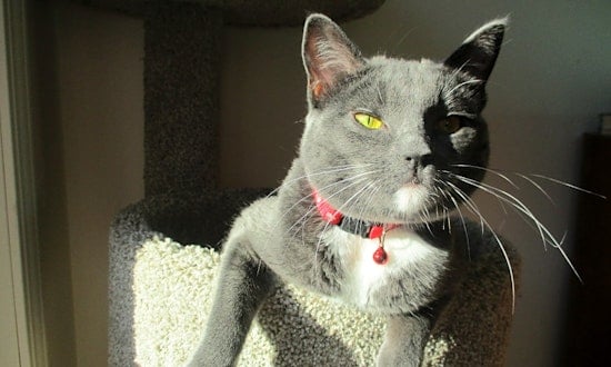 Cats in Las Vegas looking for their fur-ever homes