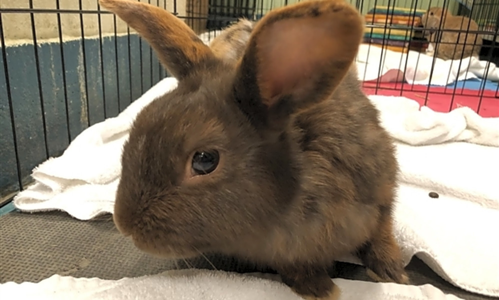 Rabbits in New York City looking for their furever homes