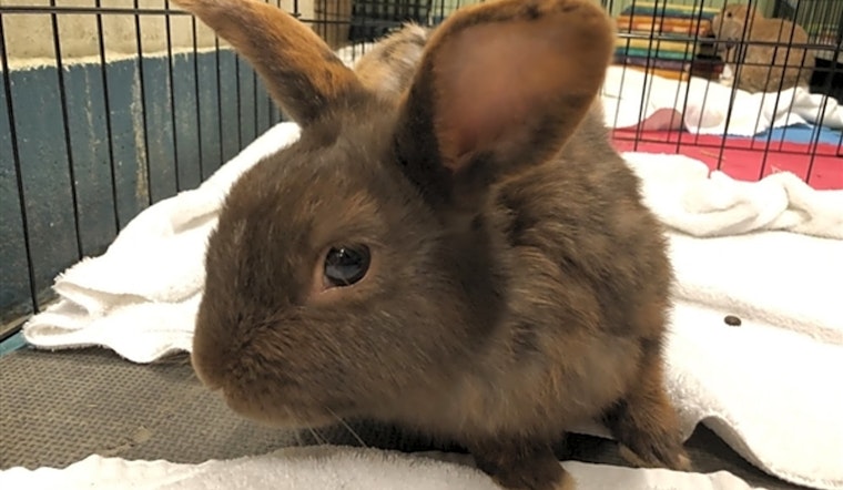 Rabbits in New York City looking for their fur-ever homes
