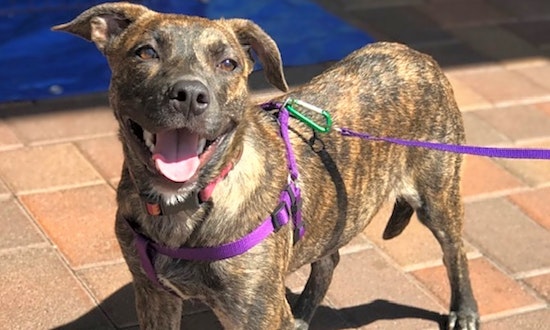 Puppies in Oakland looking for their fur-ever homes