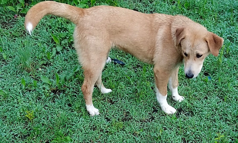 Puppies in Dallas looking for their fur-ever homes