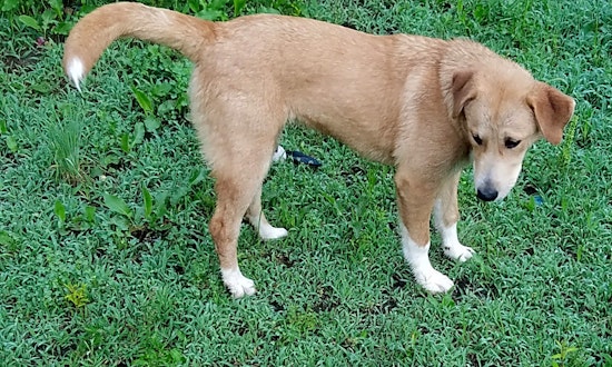 Puppies in Dallas looking for their fur-ever homes