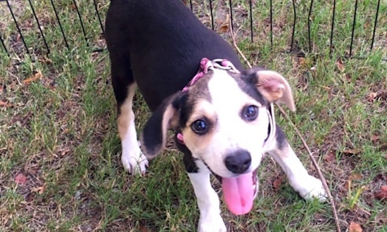 Puppies in Memphis looking for their fur-ever homes